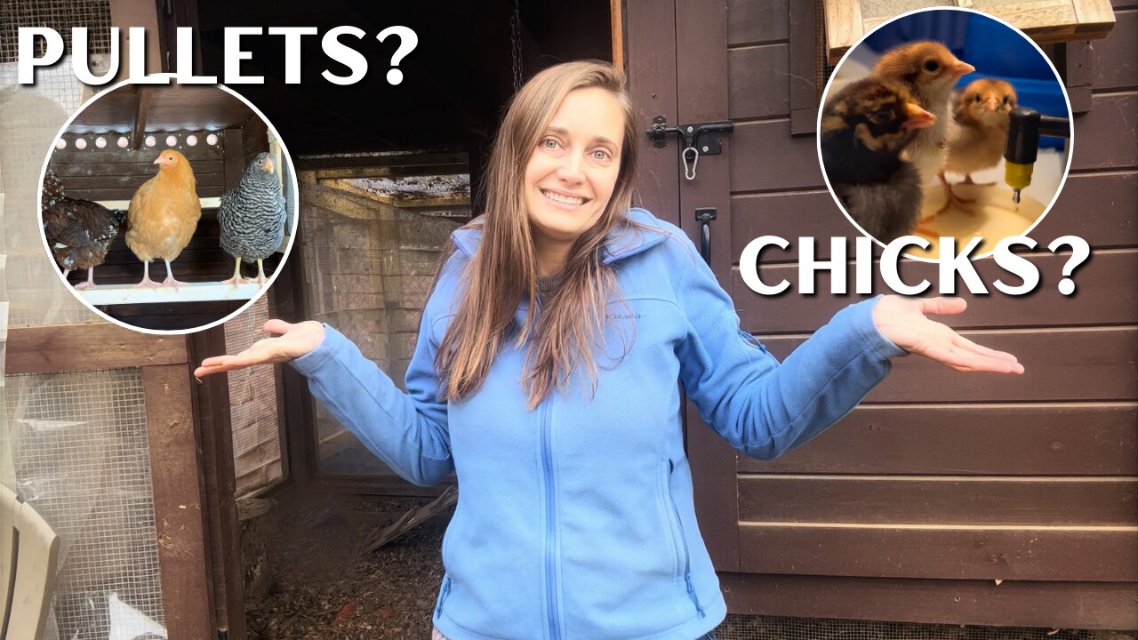 Chicks or Pullets? Choosing Chickens for your Flock