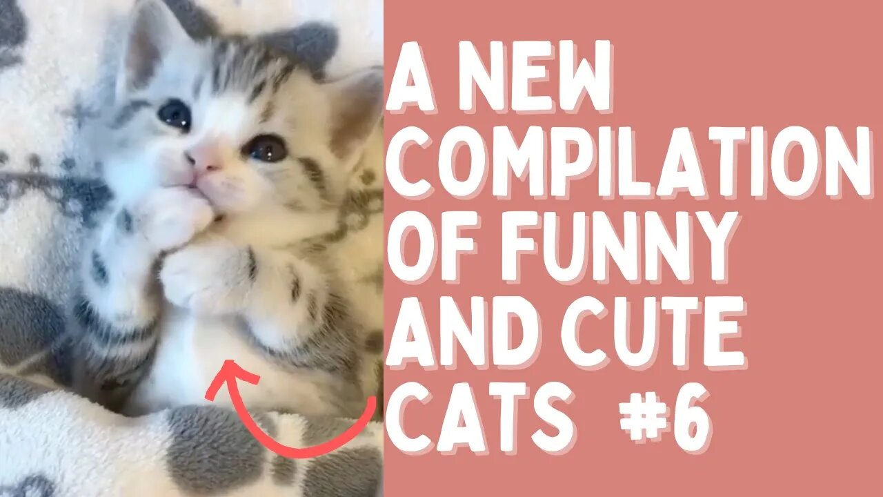 A NEW COMPILATION OF FUNNY AND CUTE CATS #6