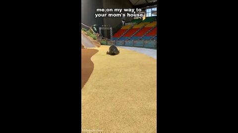 Seal Hurries Toward Camera