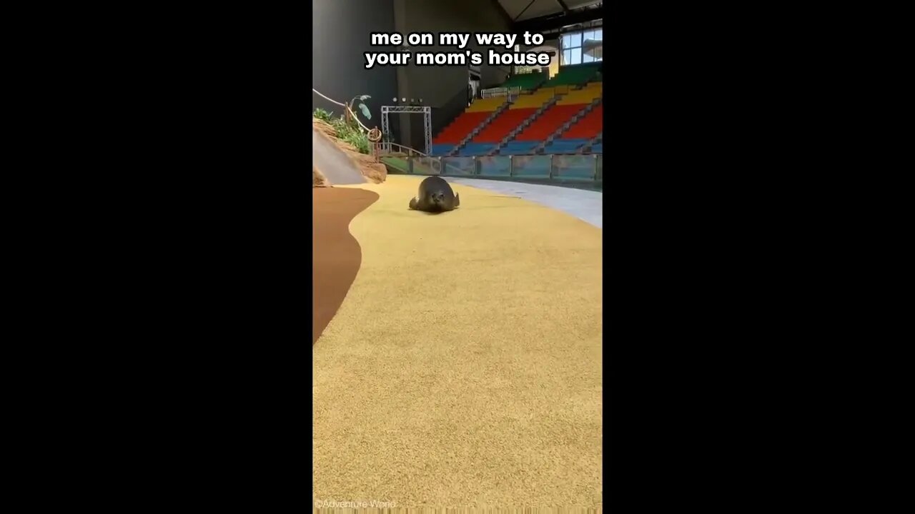 Seal Hurries Toward Camera