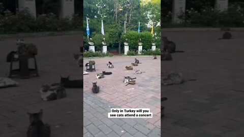 In Turkiye! 💕 #shorts