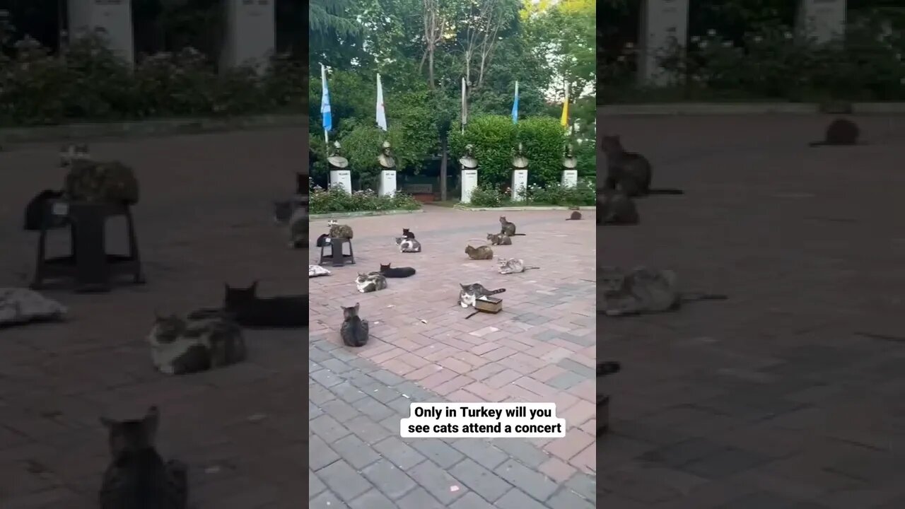 In Turkiye! 💕 #shorts