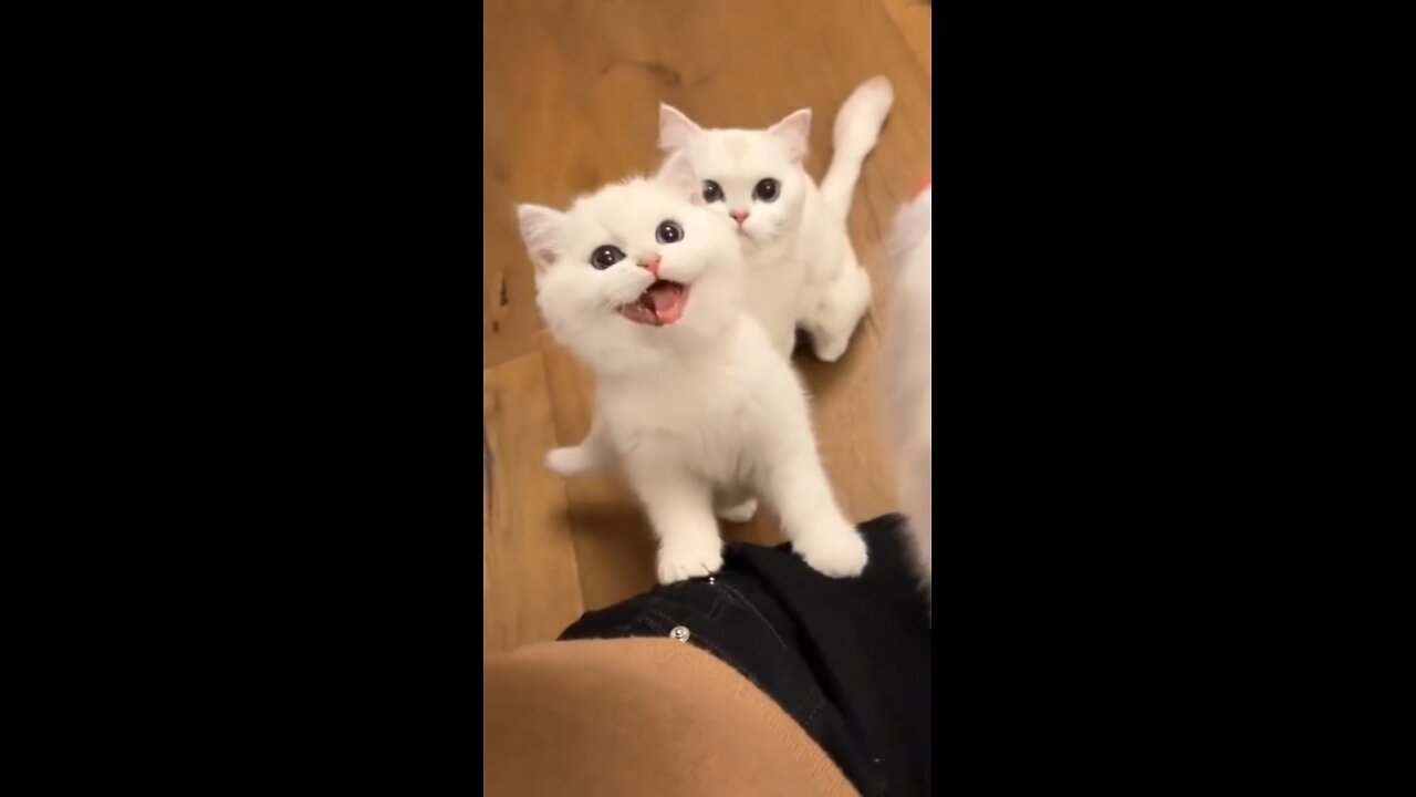 Cute cats meow