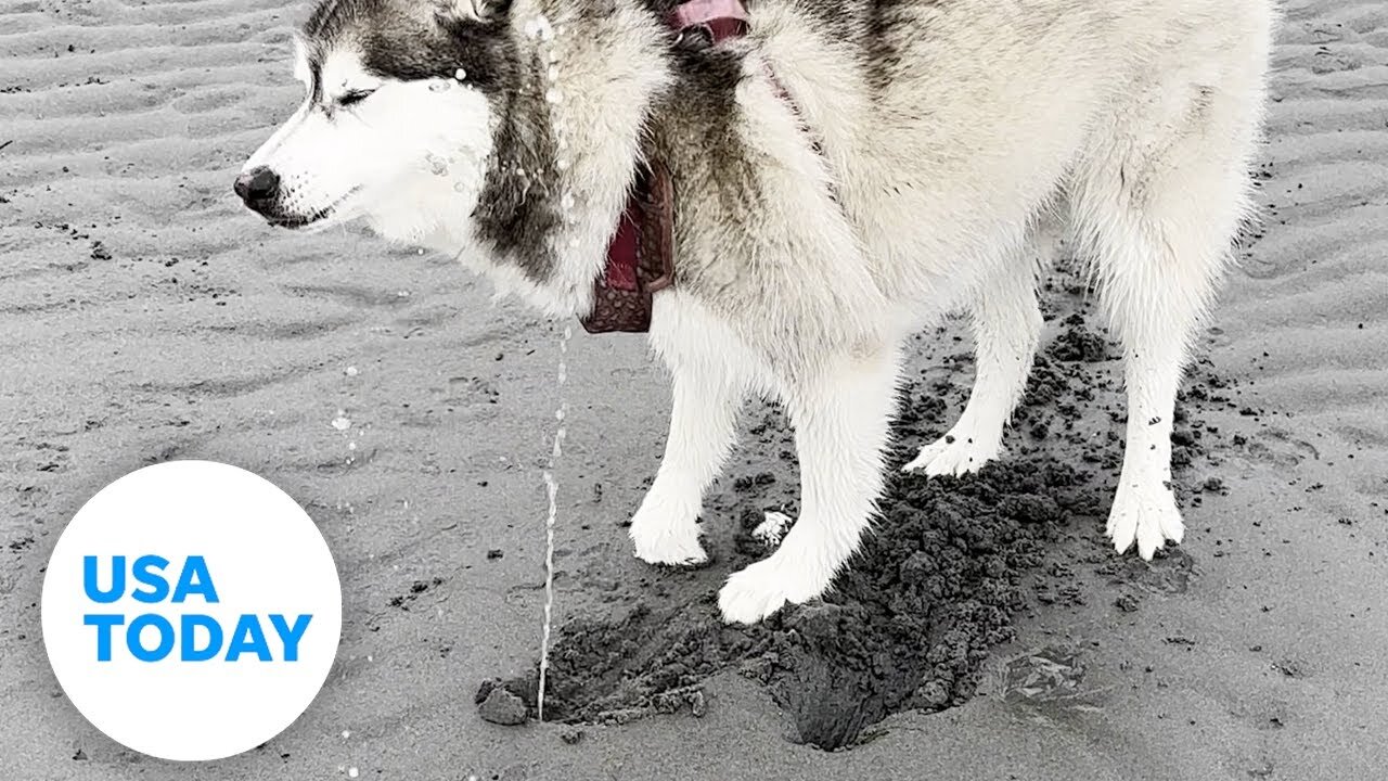 Curious dog gets wet surprise from irritated clam nestled on the beach | USA TODAY