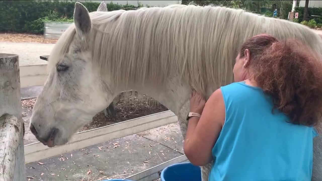 Tully's Tails: Inspire Equine Assisted Center