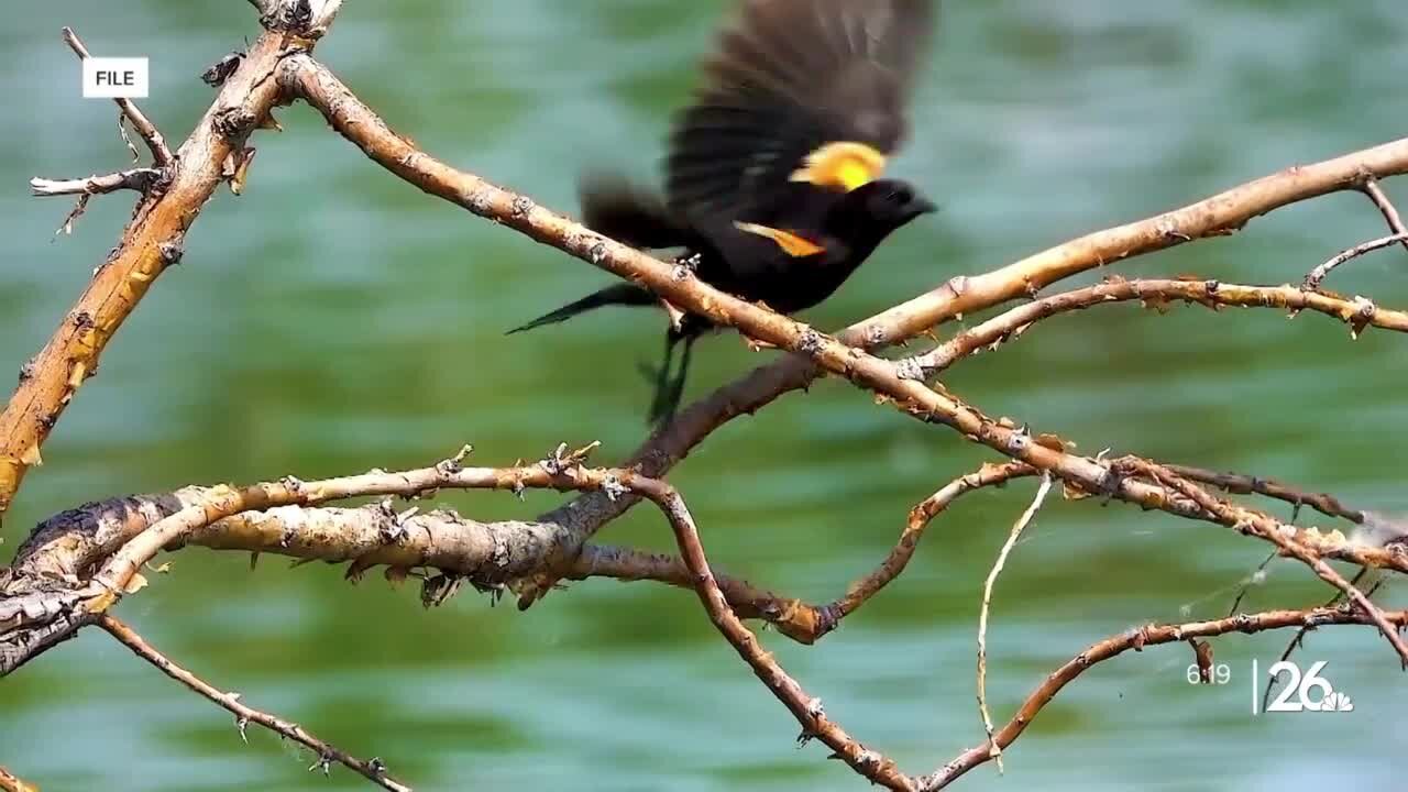 Barrage of red-winged blackbird attacks finally ending