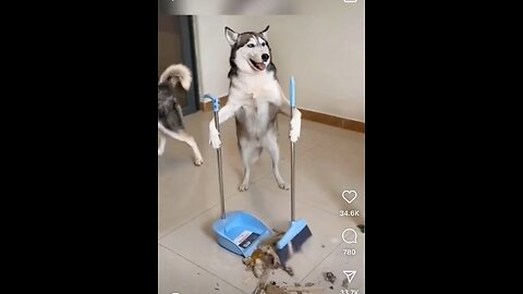 Husky doing house chores