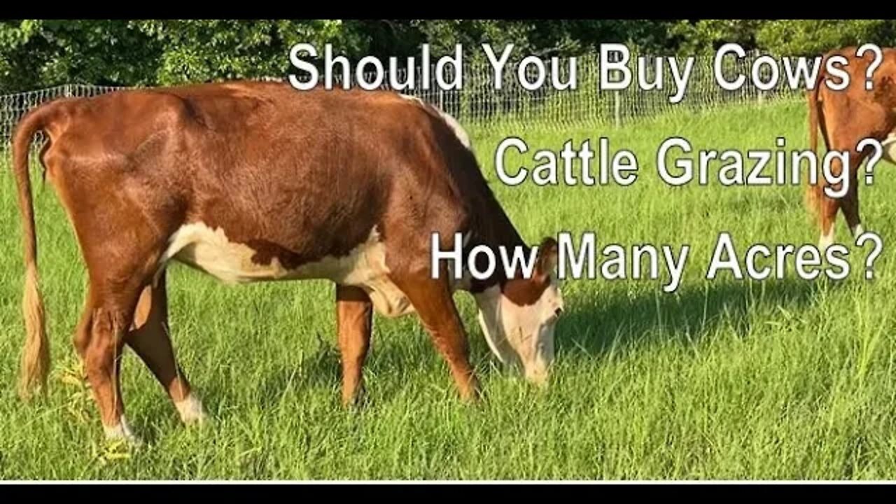 Tips To Raising Cattle RIGHT!