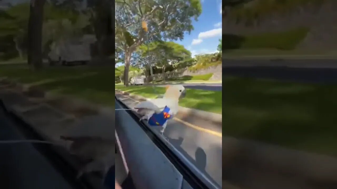 Why fly when you have a car? 😂