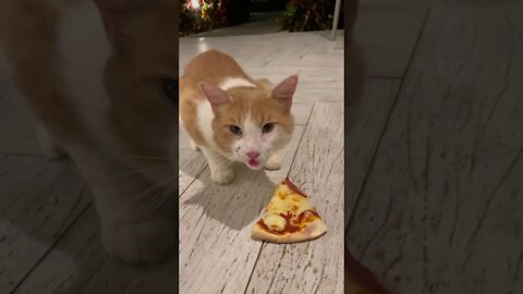 Happy Kitty in The Restaurant