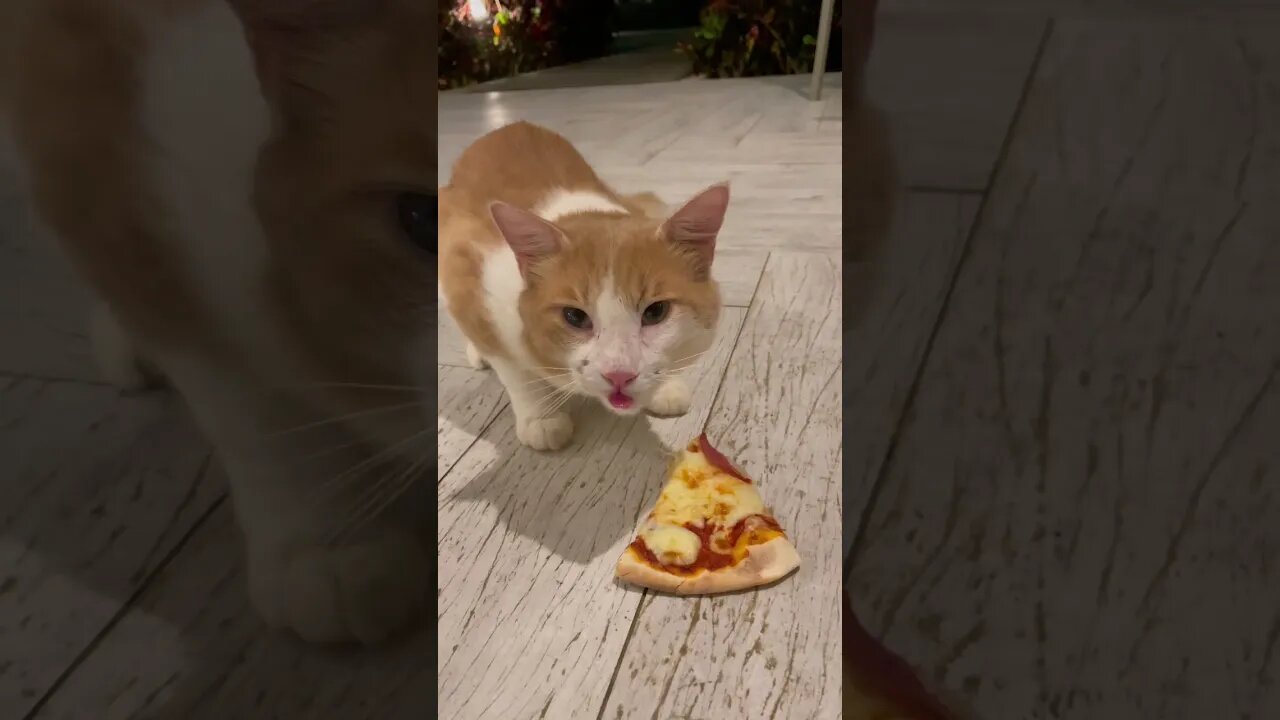 Happy Kitty in The Restaurant