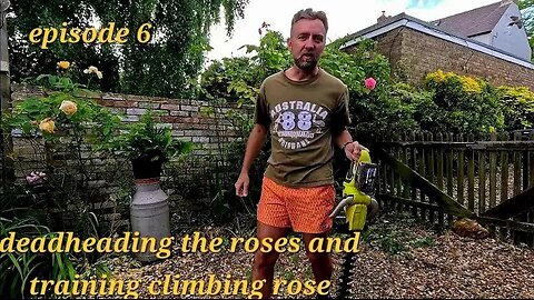 Rose Care 101: Deadheading and Training Climbing Roses