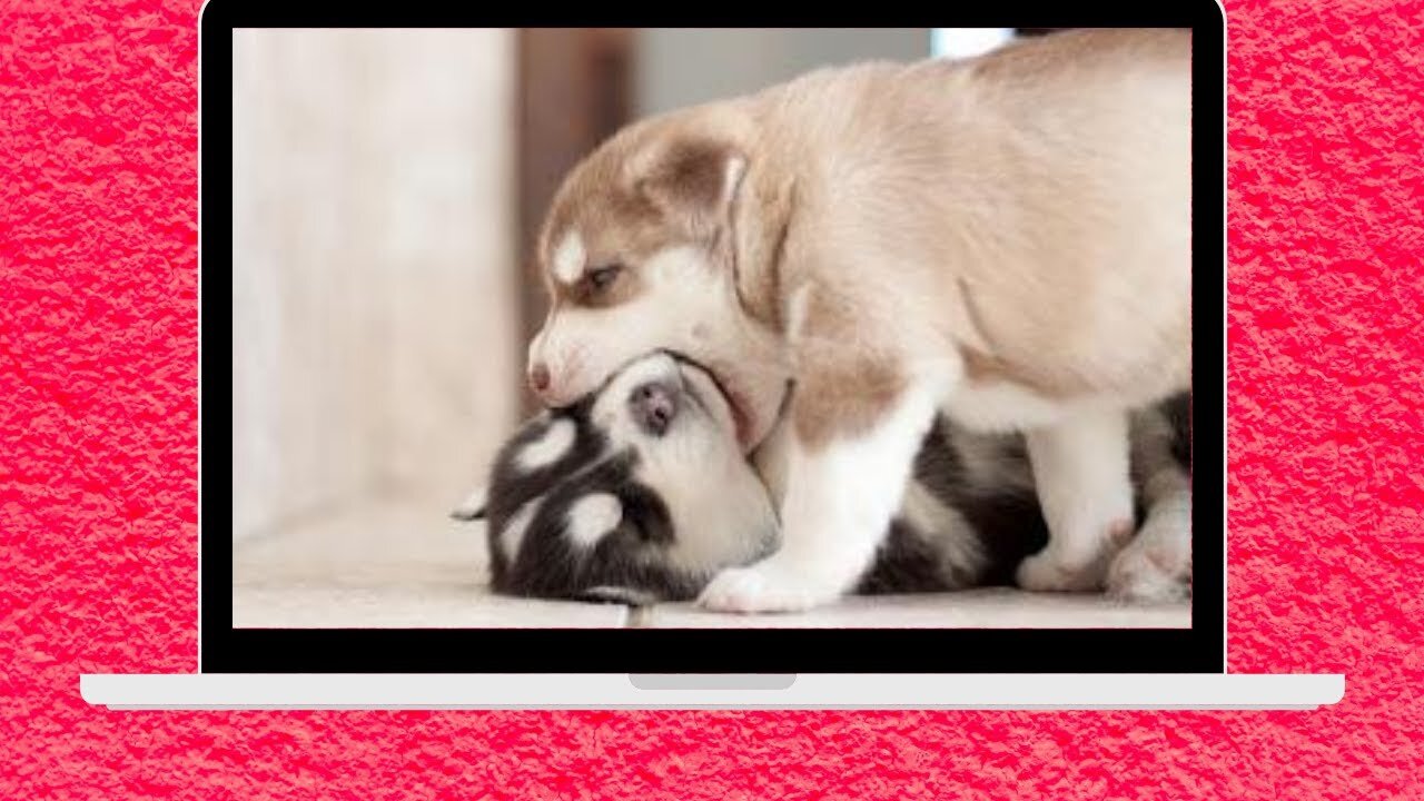 Cute dogs funny video 2023