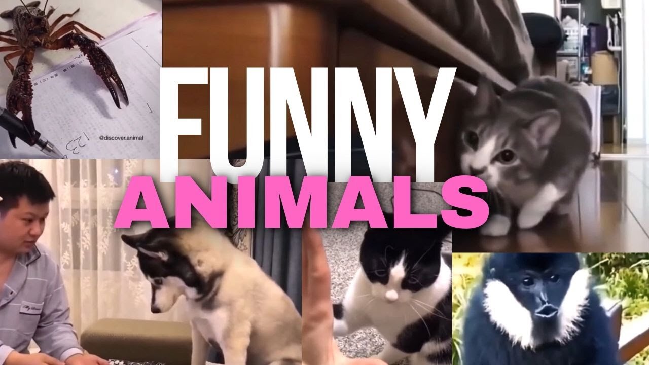 All animals funny comedy video