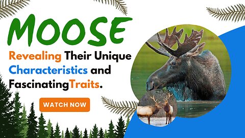 Moose, Revealing Their Unique Characteristics and Fascinating Traits.