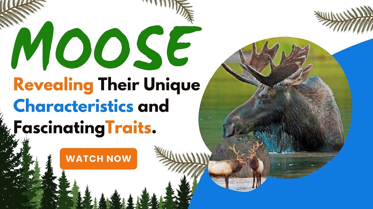 Moose, Revealing Their Unique Characteristics and Fascinating Traits.