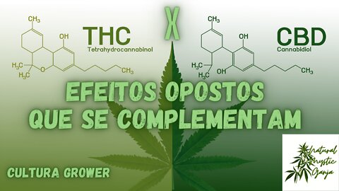 THC E CBD - EFEITOS OPOSTOS QUE SE COMPLEMENTAM