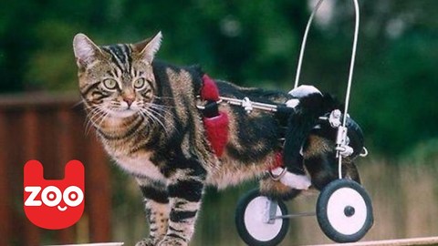 Disabled Cat Get A New Pair Of Wheels