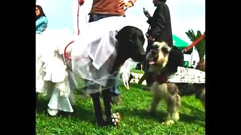 Newlywed Peruvian Pets