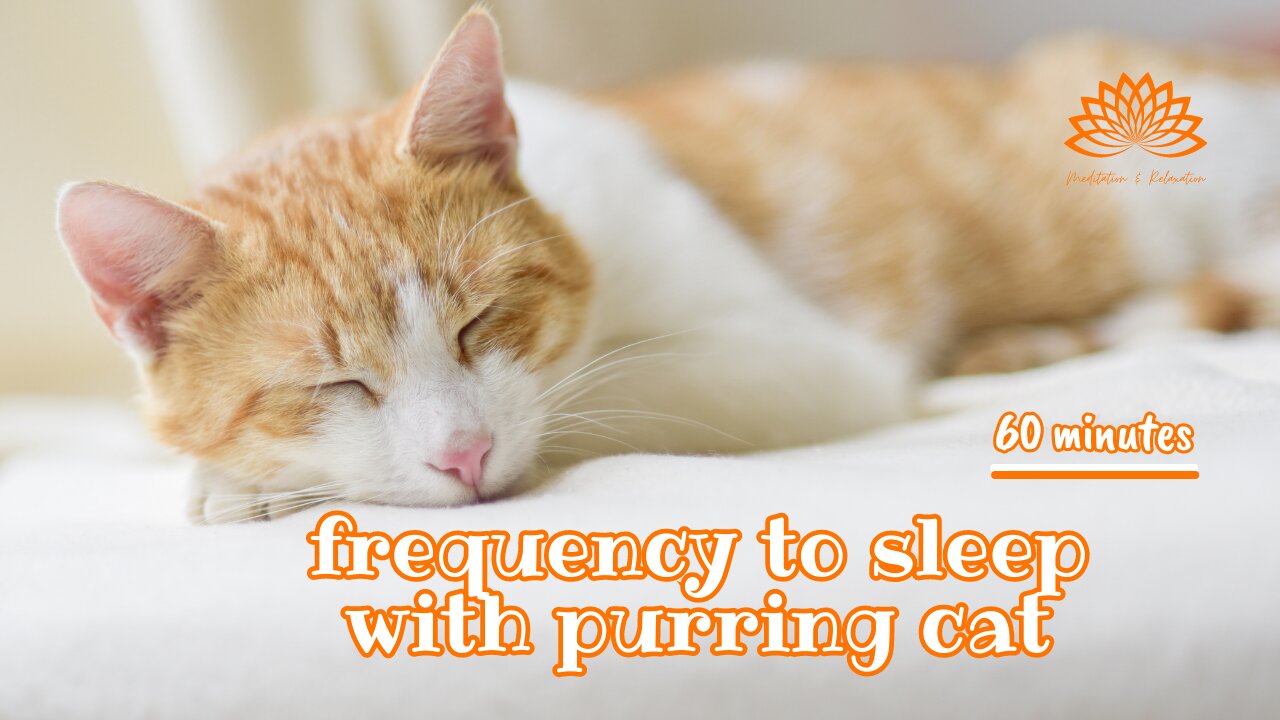 🐈 Frequency of Sleep with Purring Cat 🎶 😴 To Sleep Better 🥱 60 Minutes