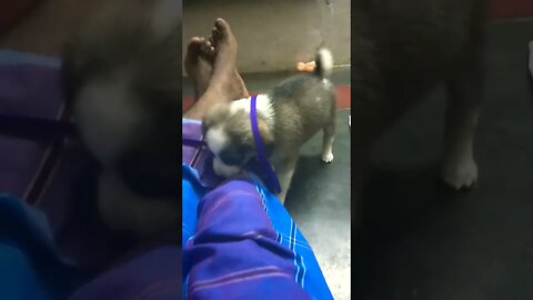 my dog action