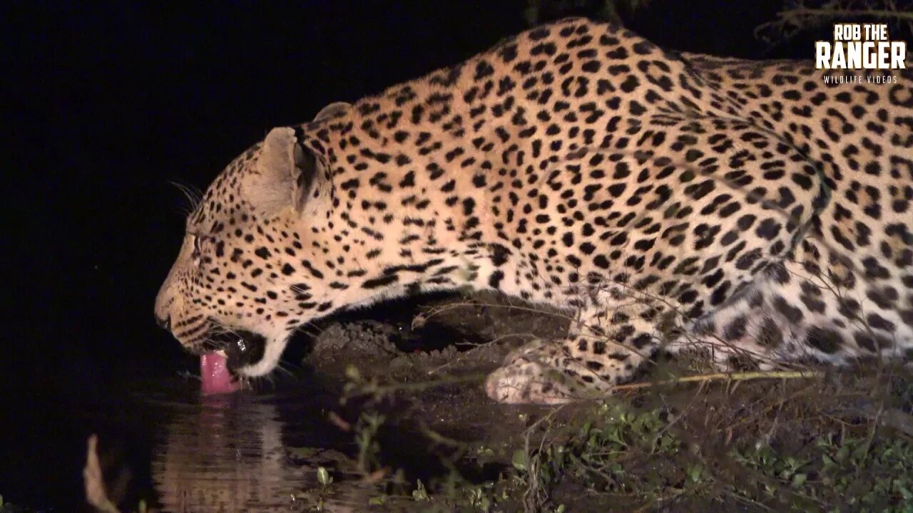 Male Leopard Drinks At Night