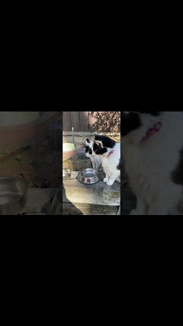 Shop cat Chronicles- Shop cats part 2 they have names now #shorts #shopcat