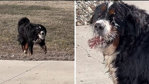 Dog's clash with porcupine leaves him completely covered in spikes