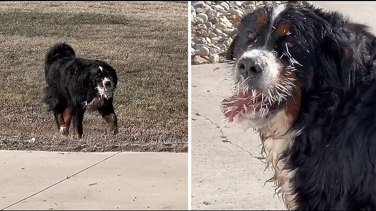 Dog's clash with porcupine leaves him completely covered in spikes