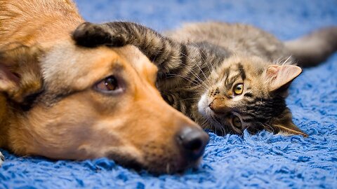 Friendship like a cat with a dog!