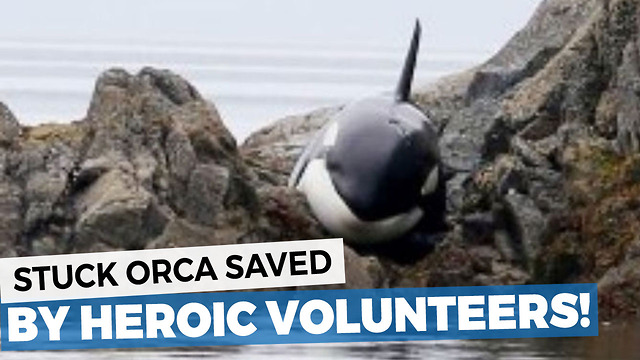 This Orca Was Stuck And Crying For Hours, But A Group Of Strangers Saves Him In The Oddest Way