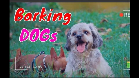 How Dogs React When Seeing Stranger - Running, Barking?