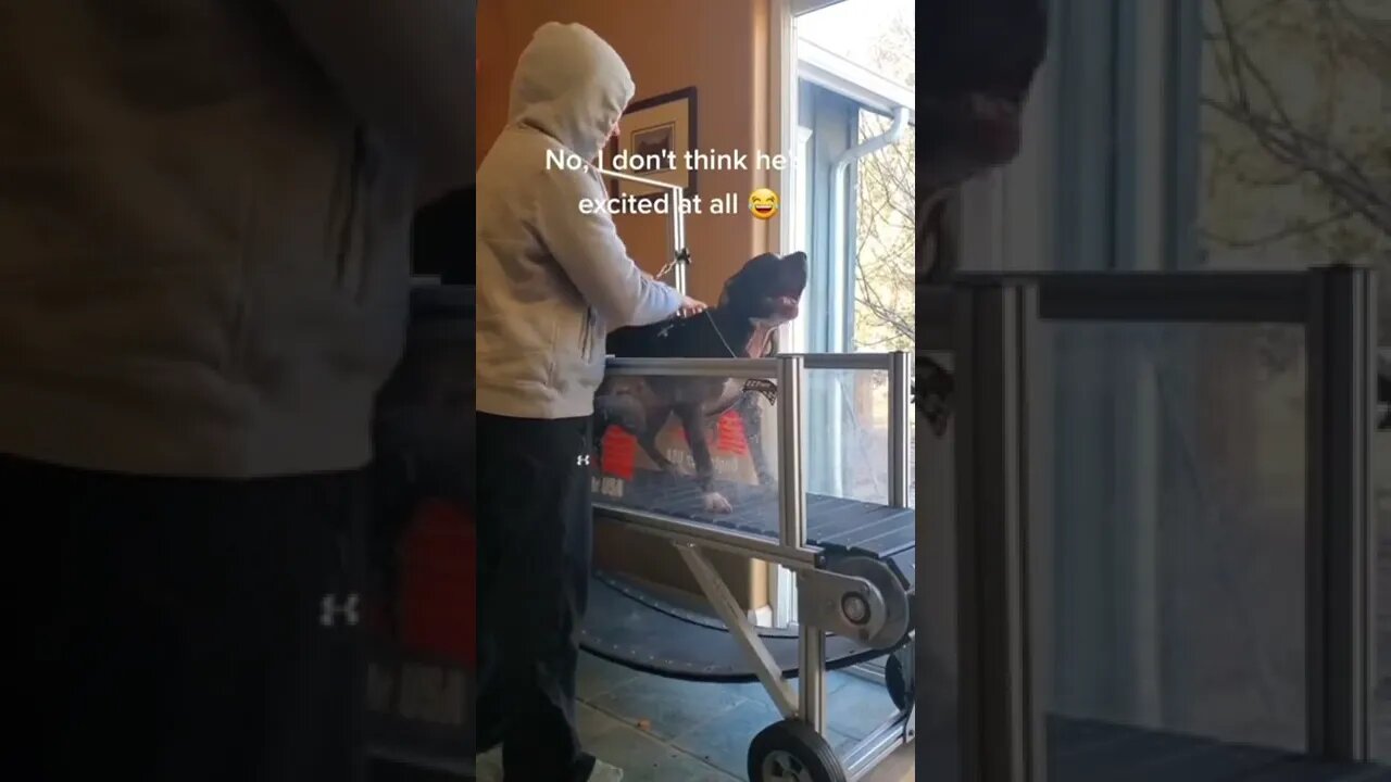 This doggo loves his treadmill!