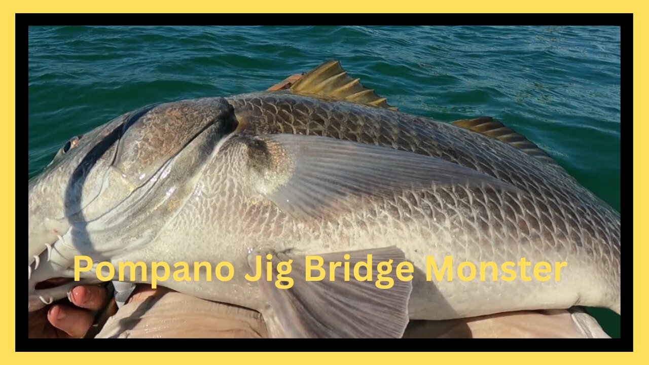 Bridge Donkey (Black Drum) at Tierra Verde Bridge