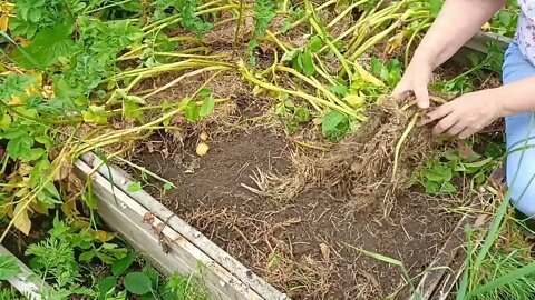 2nd Potato Harvest 2022. 🥔 🥔 🥔