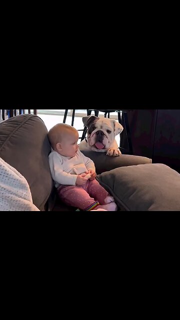 English Bulldog Loves Kissing Baby's Hand