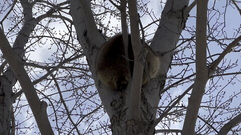 Raccoon sleeping atop a tree