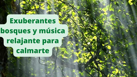Exuberantes bosques y música relajante para calmarte