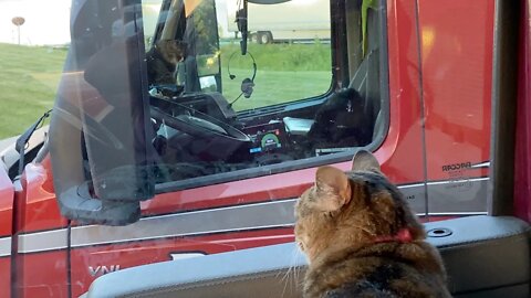 Milo cat is just not sure about the neighbors.