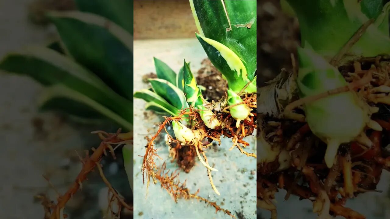 snake plant propagation with cutting roots. #shorts #snakeplant #sansevieria #houseplants