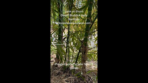 Dwarf Buddha Belly Bamboo Florida