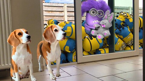 Family Dogs Learn to Use Ring Video Doorbell to Get Owner’s Attention
