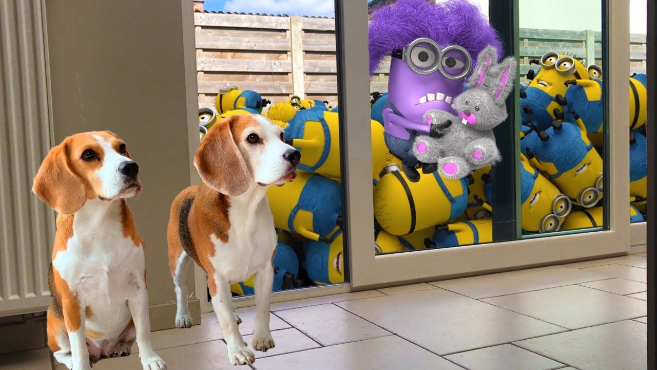 Family Dogs Learn to Use Ring Video Doorbell to Get Owner’s Attention
