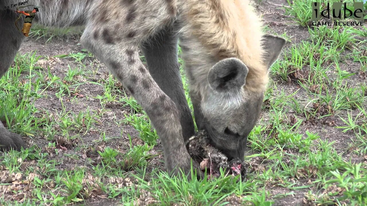 WATCH As This Hyena Takes A Catfish From An Eagle!!