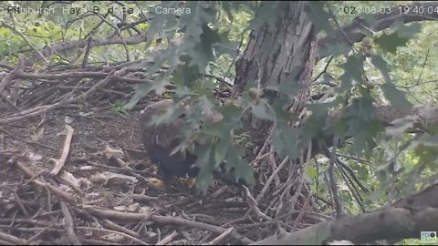 Hays Eagles Juvenile browses the nestovers 2021 08 03 19:37