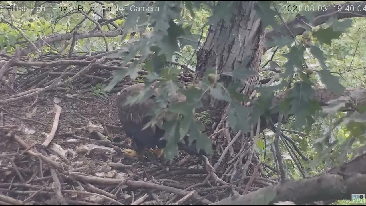 Hays Eagles Juvenile browses the nestovers 2021 08 03 19:37