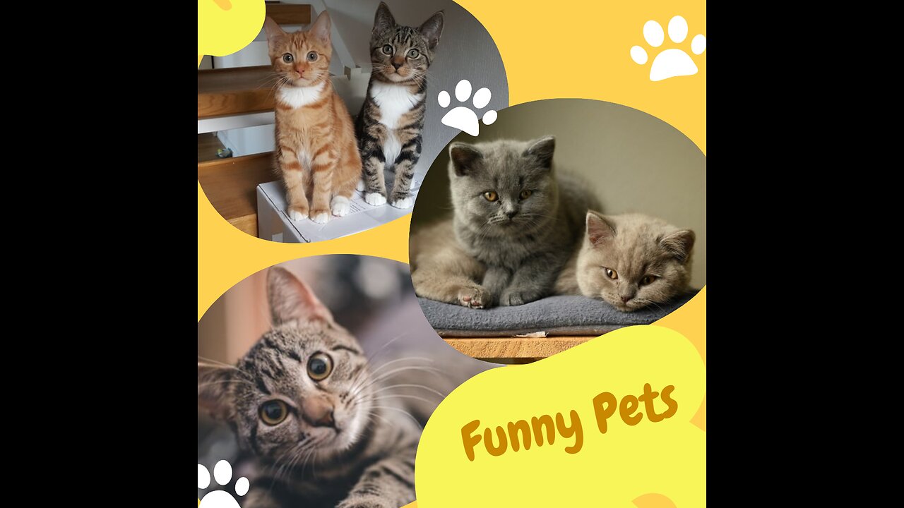 Try Not To Laugh #3.Funny Pets