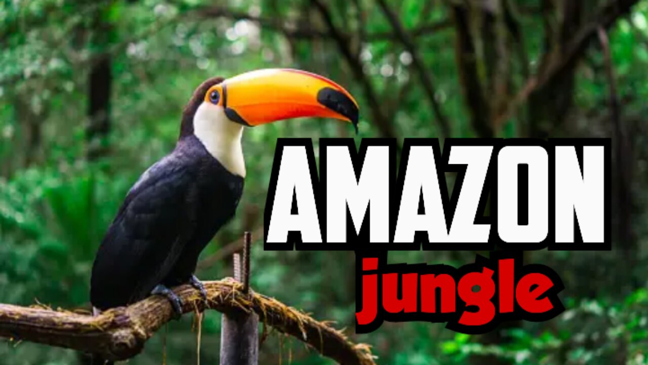 amazon jungle | Amazon jungle animals | travel in the Amazon animal jungle