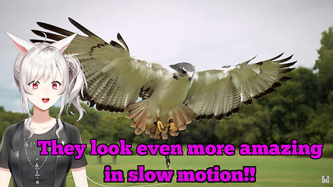 Birds are even more majestic in slo-mo! || The Slo Mo Guys react