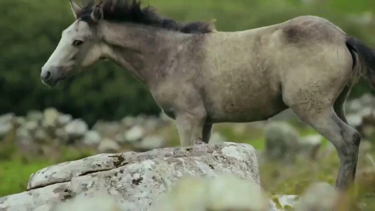D'où vient l’harmonie de la nature